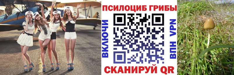 Псилоцибиновые грибы Psilocybine cubensis Купить Правдинск